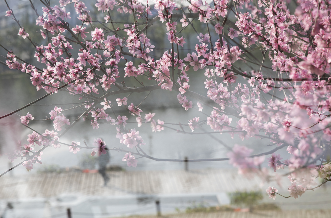 汨罗友谊河城市公园繁华似锦 春景宜人