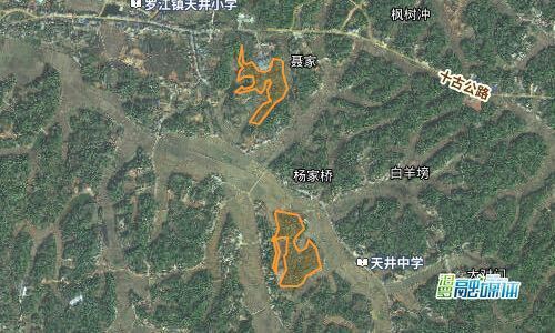 202000元成交！汨罗首例集体林地砍伐权竞拍