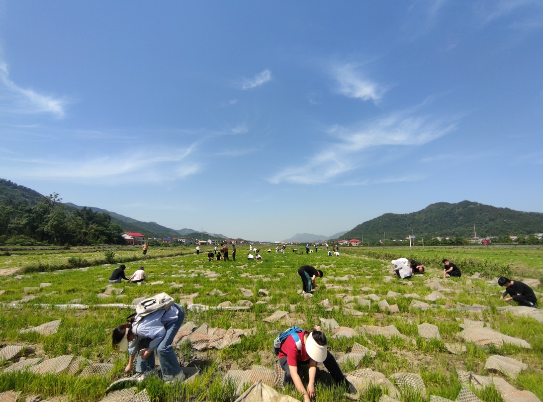 湖南大学经贸学子到川山坪开展劳动实践教育活动