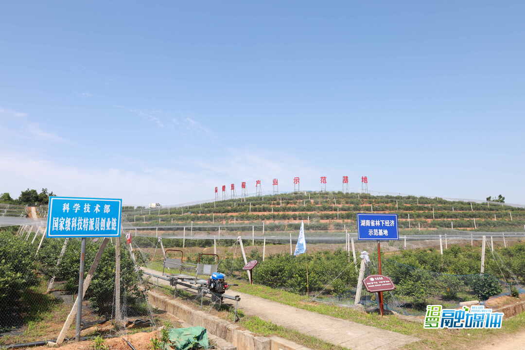 美味“蓝”不住！汨罗西长蓝莓熟啦，5月18日正式开园