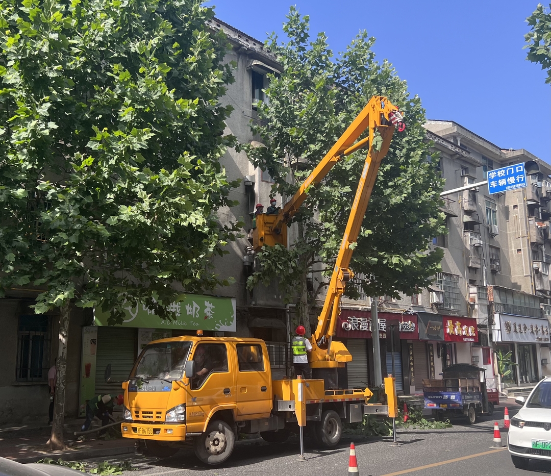 巧治飞絮 市园林中心为英桐集体“理发”