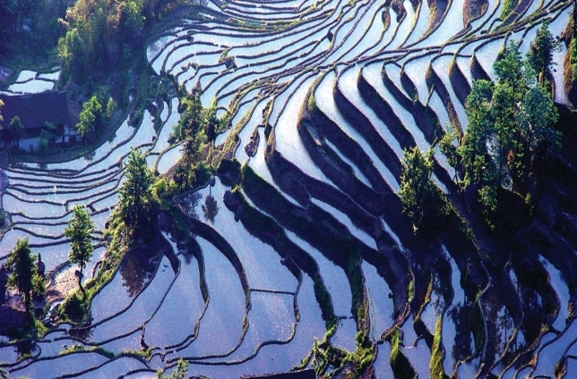 【湖南日报】文化中国行·节气湖南丨看水稻拔节，易心生欢喜
