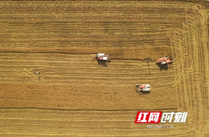 【红网时刻】珍爱土地 湖南行动丨汨罗江畔唱响小田“变奏曲”