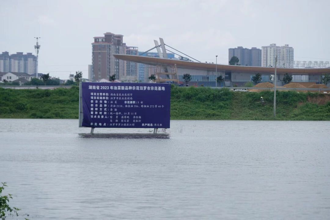 暴雨洪水致汨罗农作物大面积受灾，农业部门启动生产自救