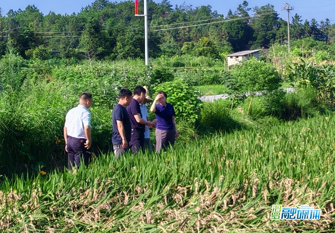 弼时镇：助力恢复粮食生产 农业保险快处快赔