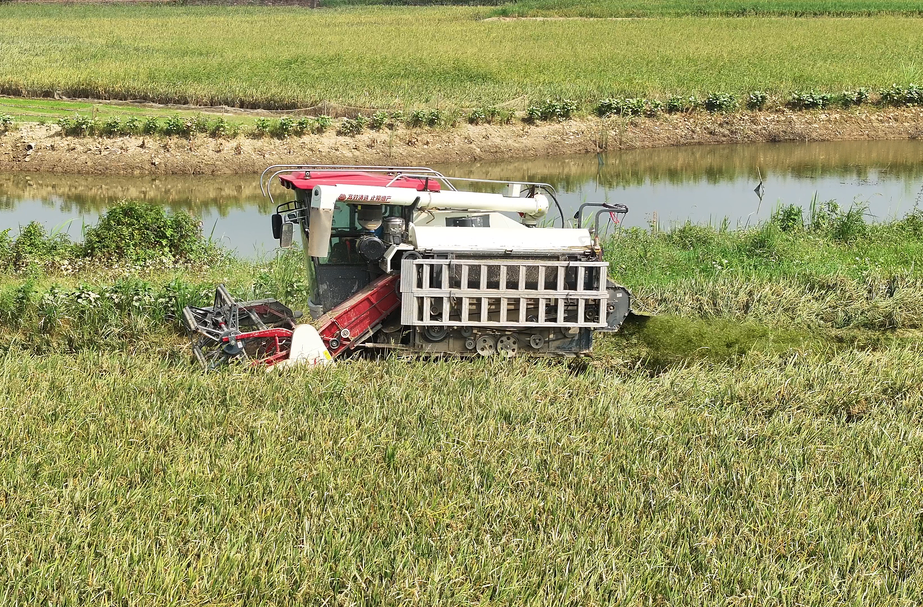 双管齐下保障灾后生产 汨罗全力开展早稻抢收、晚稻抢种