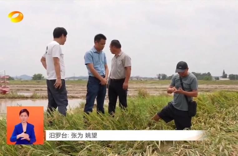 【湖南卫视】争分夺秒 灾后重建 早稻收割晚稻抢种 抓好灾后农业生产恢复