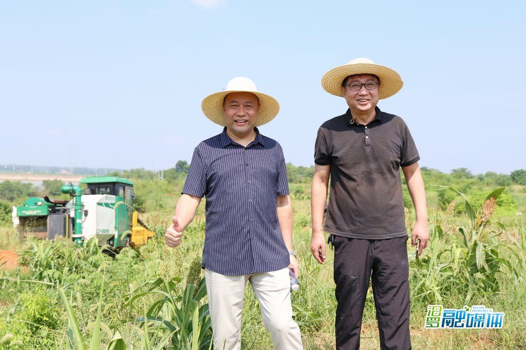 屈原酒业高粱种植基地首开镰迎丰收