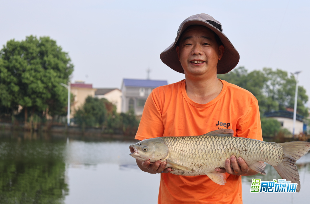 古培镇：“谷芽养鱼”迎丰收 绿色养殖开启致富门