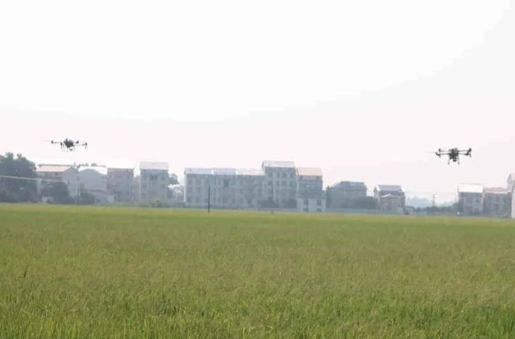 【学习强国】区县新闻丨汨罗市：“一喷多促”助力晚稻丰产丰收