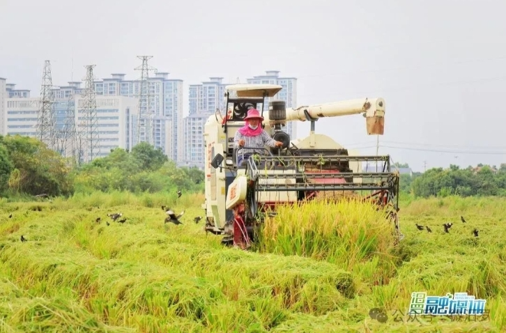 【学习强国】农民丰收丨汨罗市：又“稻”一年好时节，稻花香里好“丰”景