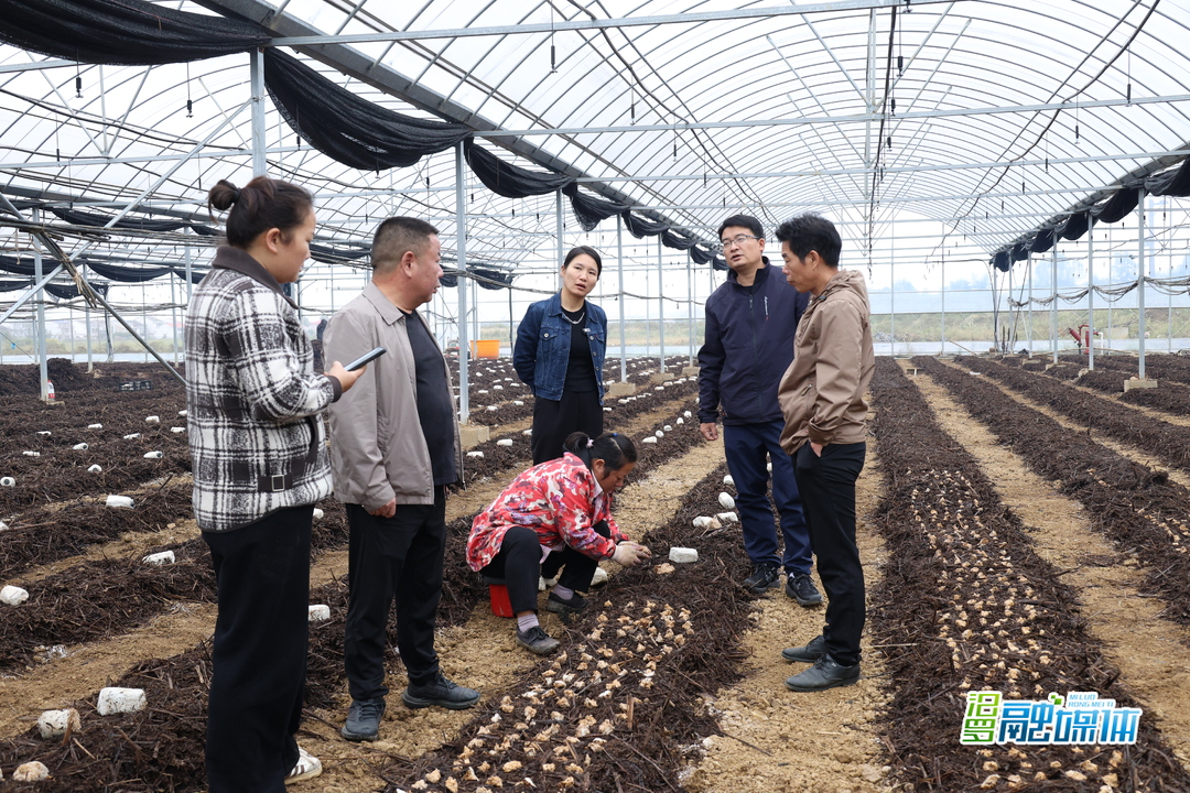 汨罗：大棚综合利用探新路 “菌椒稻轮种”增效益
