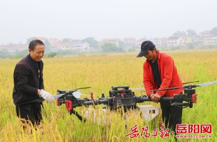 【学习强国】乡村振兴丨汨罗市：“小田改大田+绿肥种植”模式 促进经济生态双赢