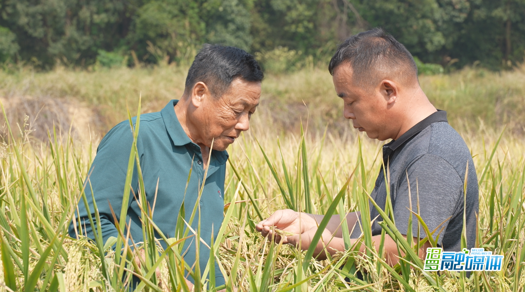 罗江镇晚稻丰收：机械化助力，新农人引领农业新篇章