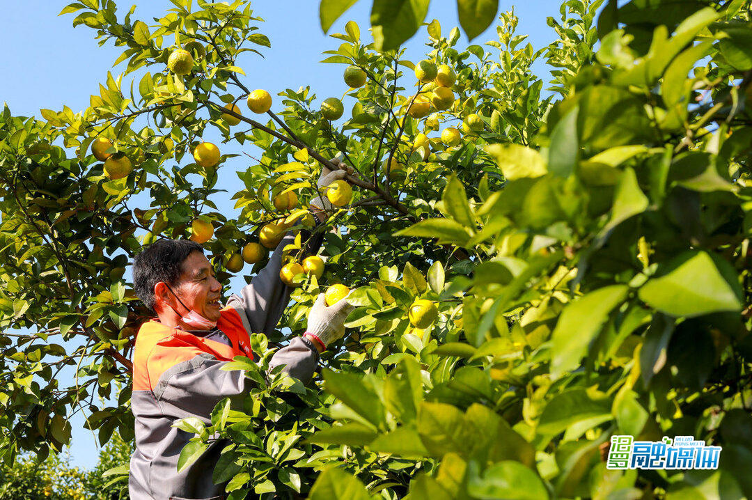 汨罗白塘镇：枳壳迎丰收 采摘加工忙