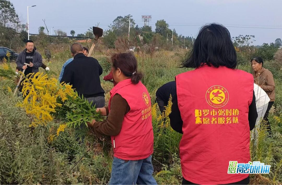 弼时镇：干群协力铲除“一枝黄花”