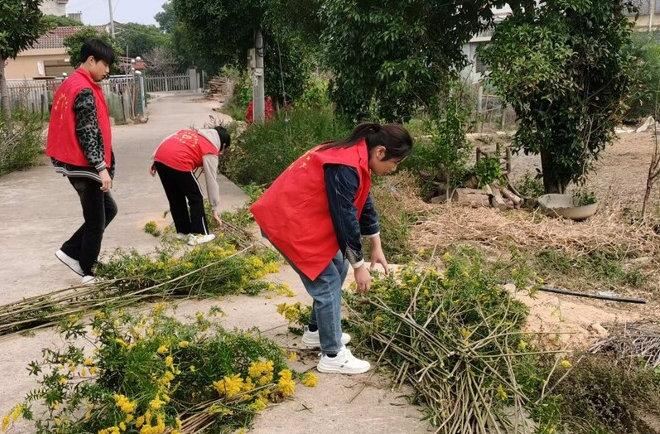 三江镇：清理“一枝黄花”，保护生态环境