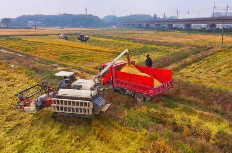 【人民日报】稳面积增单产，汨罗种粮大户信心足