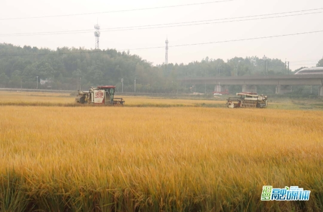 【新湖南】稳面积增单产，汨罗种粮大户信心足