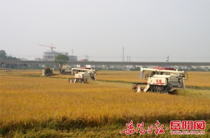 【学习强国】农民丰收丨汨罗市：稳面积增单产 种粮大户信心足