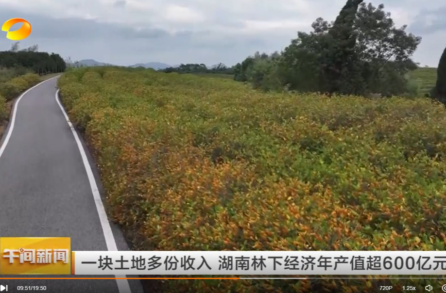 【湖南卫视】一块土地多份收入 湖南林下经济年产值超600亿元