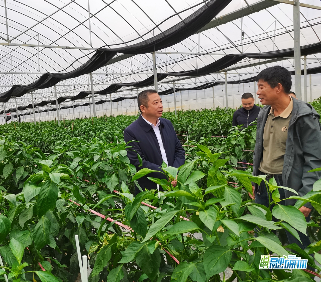 朱平波深入神鼎山镇调研督导群腐问题集中整治工作