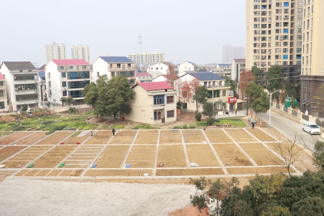 “一天一块钱 你就有菜园 ” 罗城社区撂荒地变身“共享菜园”