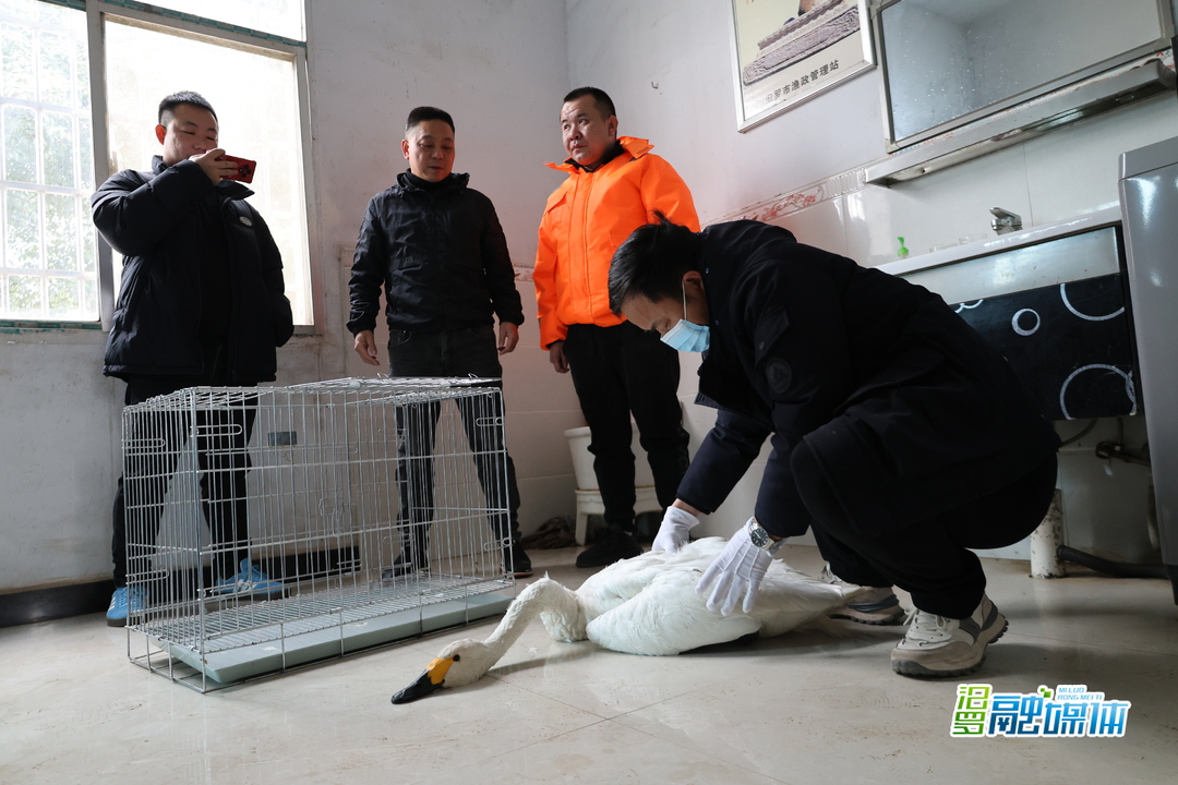 汨罗：接力救助受伤小天鹅  守护候鸟迁徙温馨家园