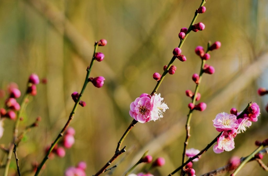 踏莎行-友谊河畔盼梅红