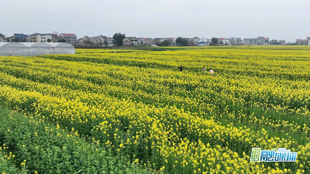 春日限定！ 汨罗万亩油菜花海等你来