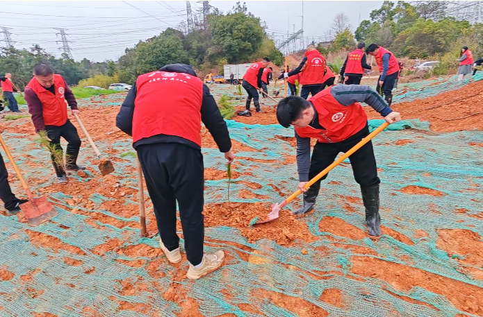 神鼎山镇60余名党员挥锹添绿 千株松苗扎根产业振兴路