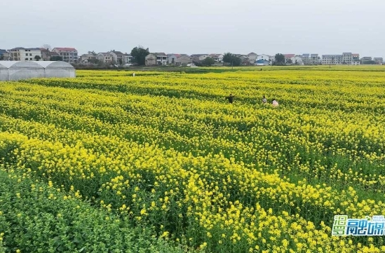 【新湖南】春日限定！ 汨罗万亩油菜花海等你来