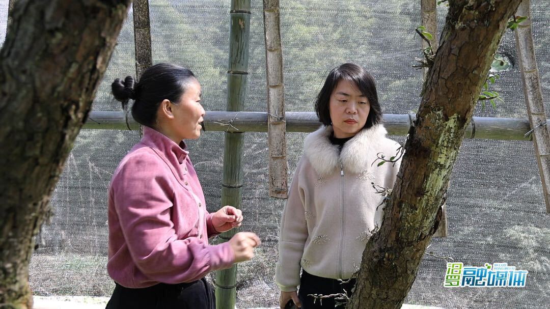 汨罗“折腾姐”李玉葵石斛养殖“火出圈”，湖南农大教授上门来助力