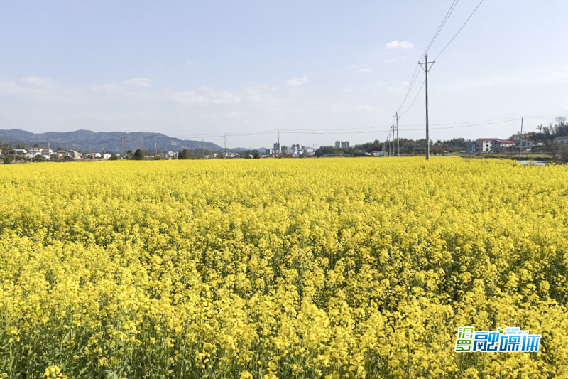 弼时镇：加强田间管理 助力油菜丰收