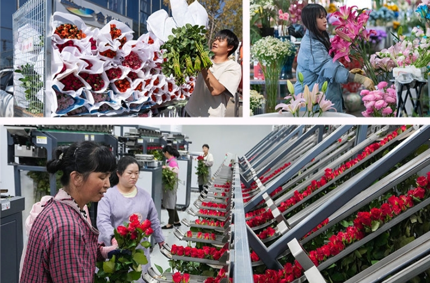新闻多一点｜云南鲜花：“浪漫经济”美丽绽放