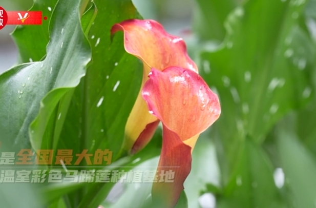 习近平云南行丨花卉产业促振兴——走进丽江现代花卉产业园