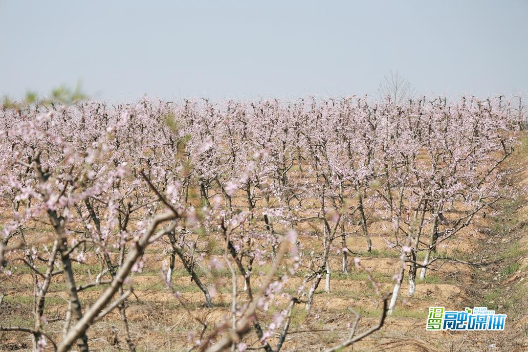 春风拂九雁，桃花灼灼盛放引客来
