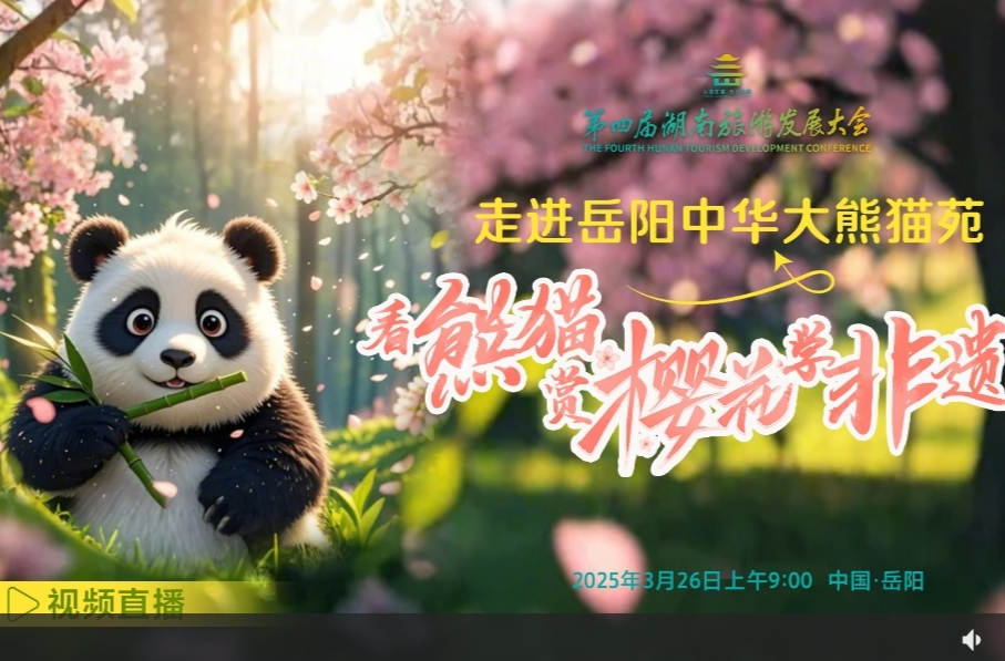 视频直播丨走进岳阳中华大熊猫苑！看熊猫 赏樱花 学非遗