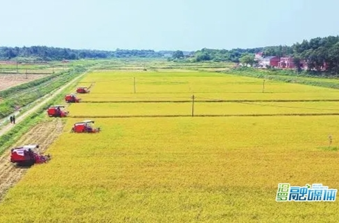 【学习强国】区县新闻丨汨罗市：“小田改大田”经验做法入选全国创新典型案例