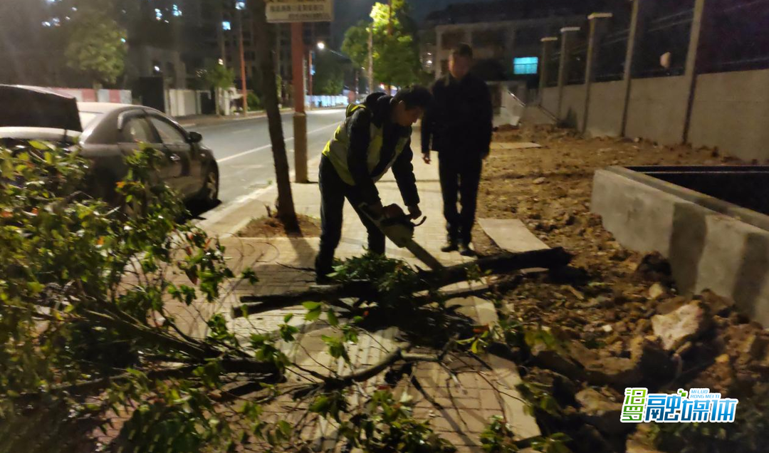 狂风致行道树倒伏断枝 汨罗园林昼夜清障保畅通