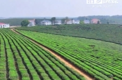 【学习强国】相约2025·共赴旅发盛会丨明前新绿正当时！屈子祠千亩茶园邀您"采"进春天
