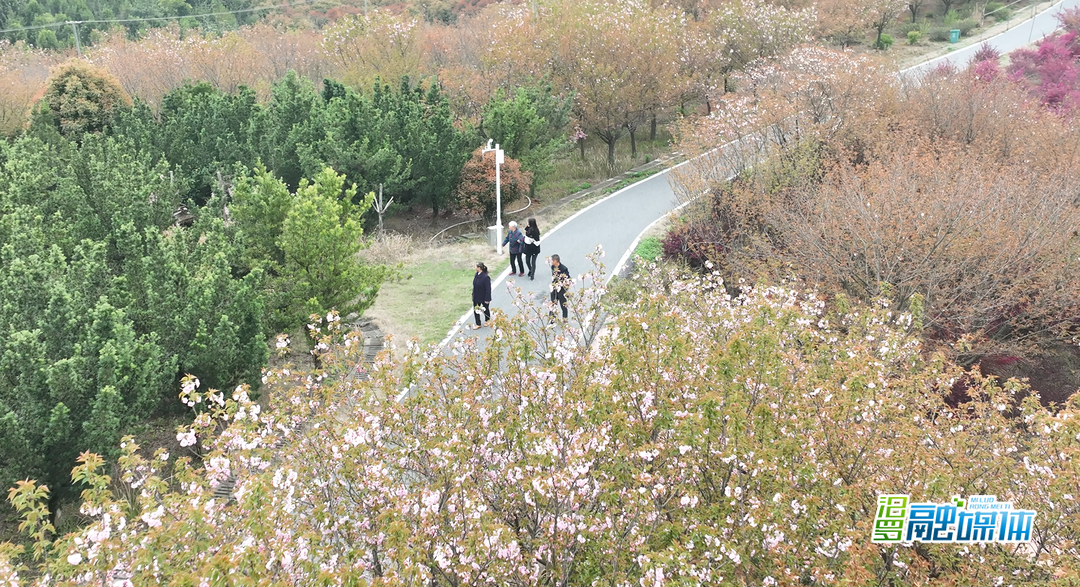汨罗西长村60亩樱花进入盛花期，乡村振兴"花样经济"正当时