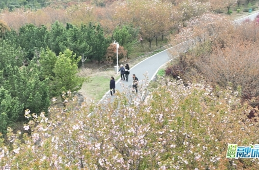 【新湖南】汨罗西长村60亩樱花进入盛花期，吸引游客前来打卡赏春
