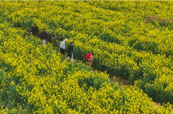 【学习强国】相约2025·共赴旅发盛会丨汨罗市：千亩油菜绽金浪 白水春色醉游人