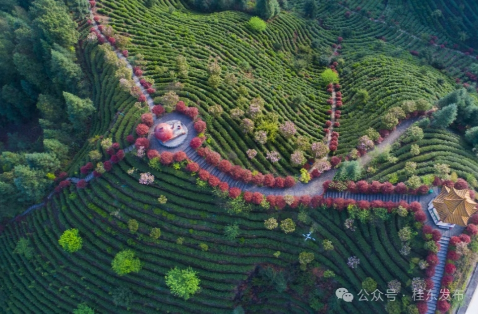 高山论茶，恋上高海拔|首届高山茶大赛暨“茶文化”旅游季即将启幕