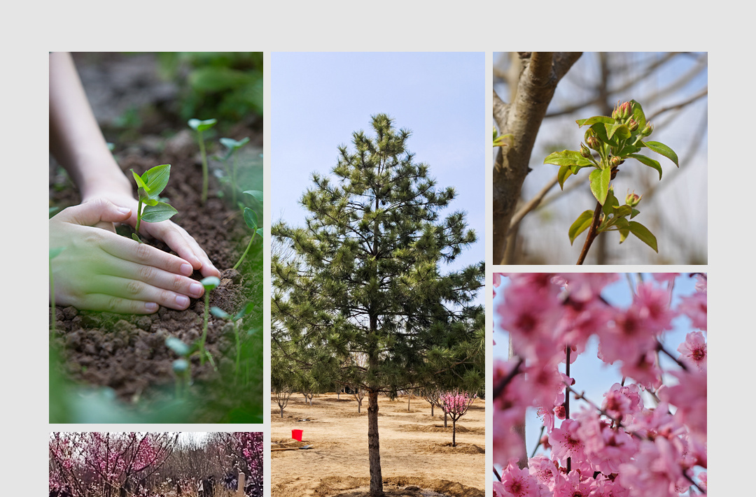 时政新闻眼丨参加首都义务植树活动，习近平为何强调这三个关键词？