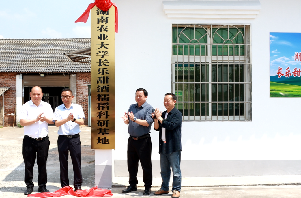湖南农业大学长乐甜酒糯稻科研基地在汨罗长乐镇正式揭牌