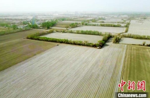 新疆棉花种植实现逾99%机械化播种