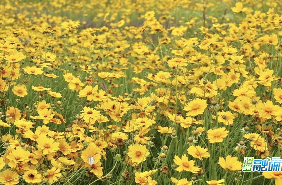 汨罗：1.2万平方米金鸡菊花海邀市民共赴生态之约