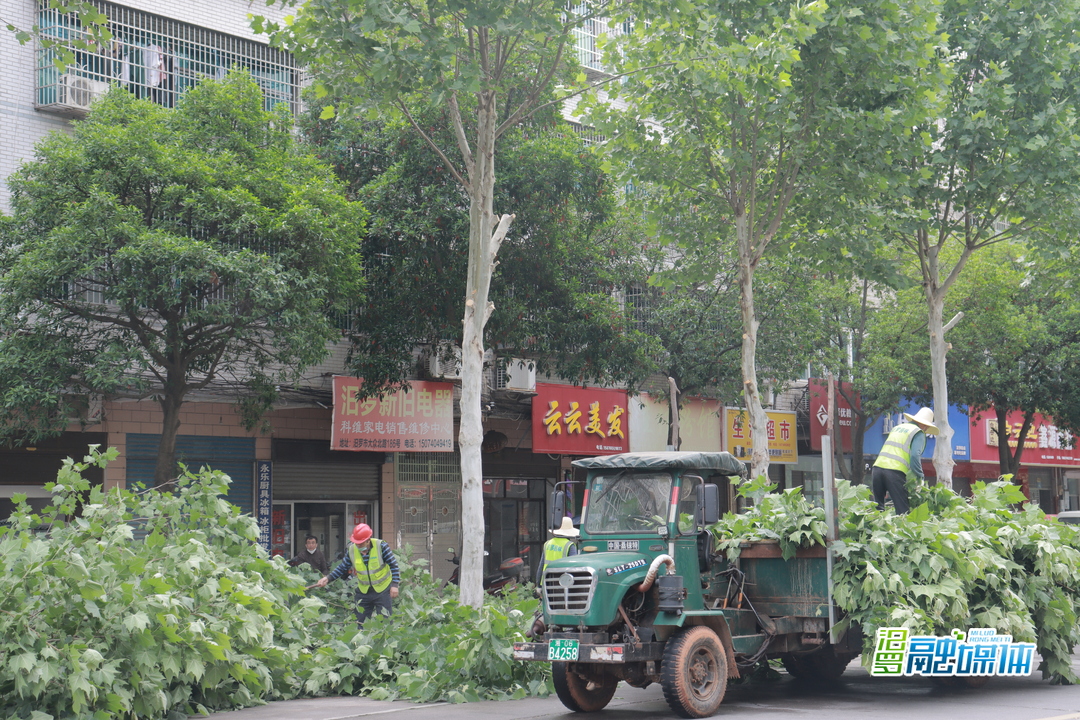 汨罗城区开展英桐飞絮专项治理，减轻市民困扰